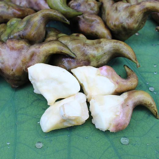 下架【爱心消费助农】洪湖新鲜菱角1斤/3斤装(仅发武汉地区)