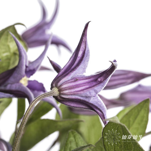 坦桑尼亚 | 铁线莲深紫色神奇罗马 商品图4