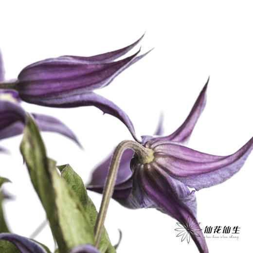 坦桑尼亚 | 铁线莲深紫色神奇罗马 商品图7