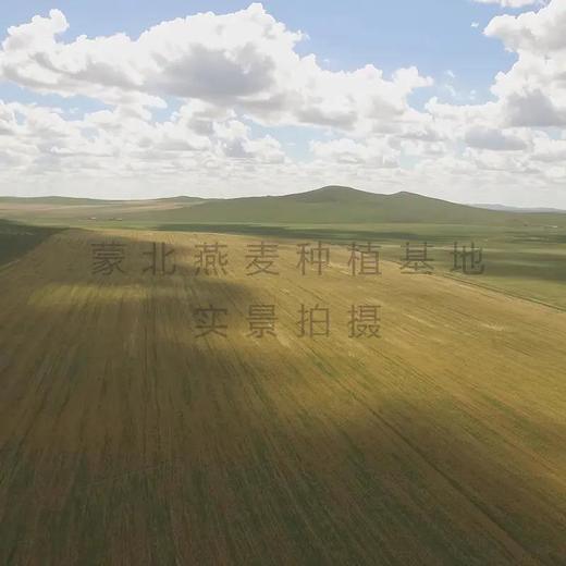 有机燕麦片| 不施农药化肥，自然生长，来自国际IFOAM成员，蒙北草原的天然燕麦片 商品图2