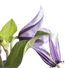 配花 | 国产铁线莲浅紫色星河