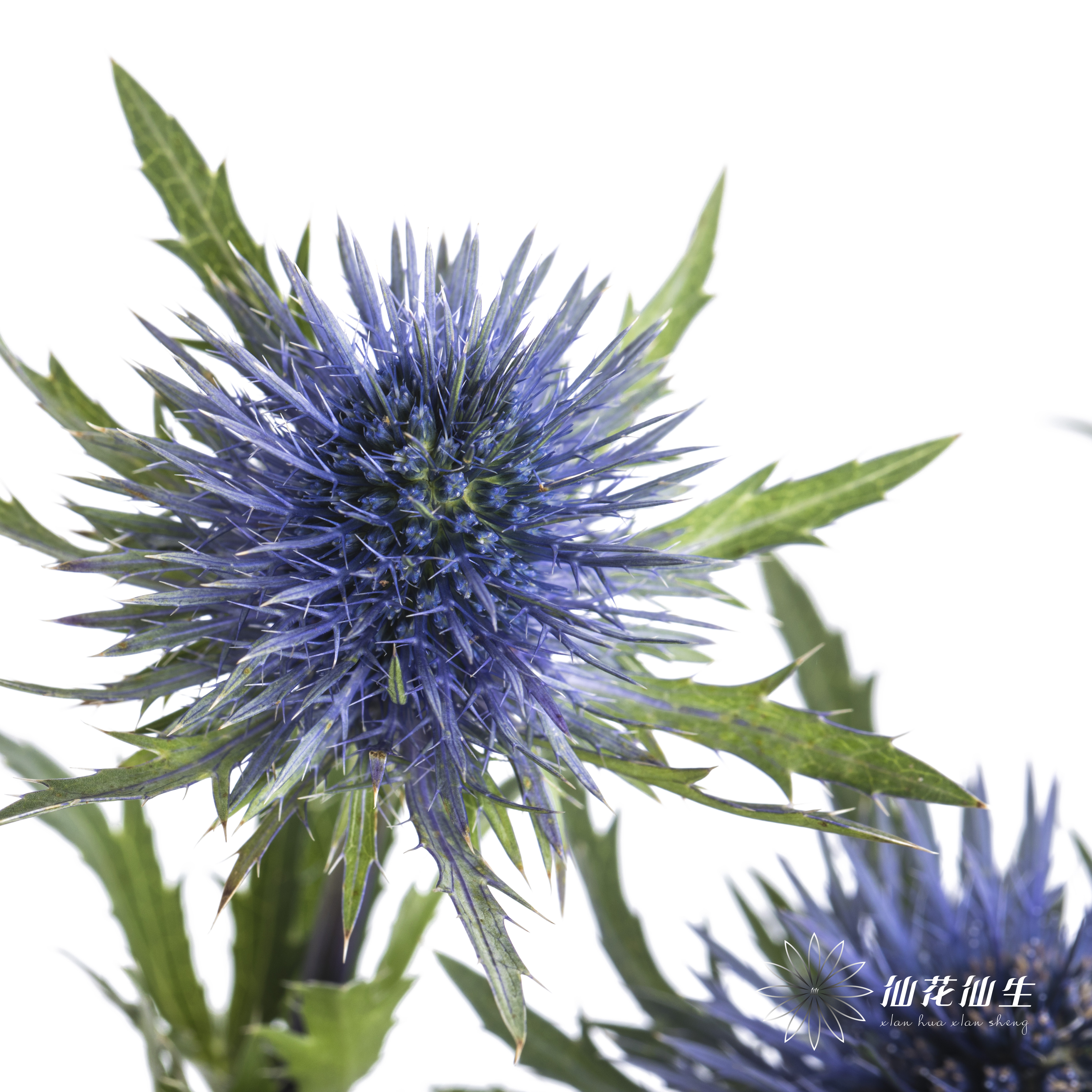 肯尼亚花材 | 刺芹特级磁铁