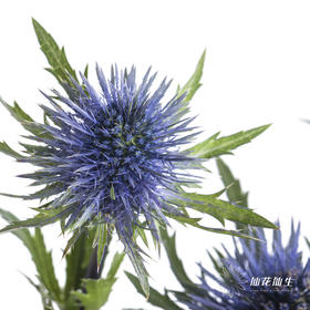 肯尼亚花材 | 刺芹特级磁铁