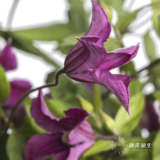 坦桑尼亚 | 铁线莲灵感 商品图5