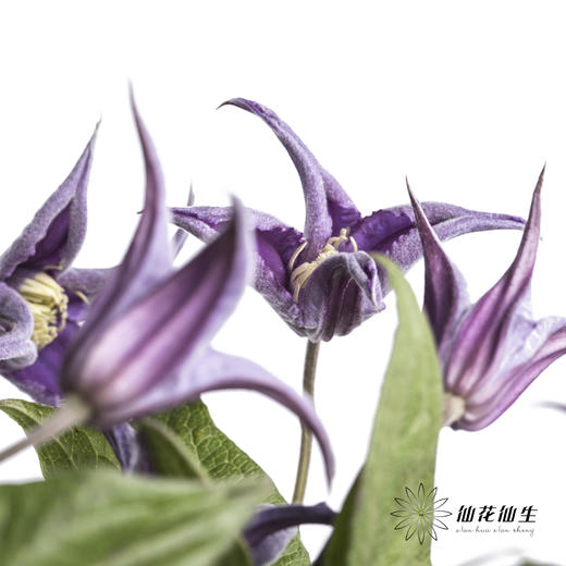 坦桑尼亚 | 铁线莲深紫色神奇罗马 商品图5