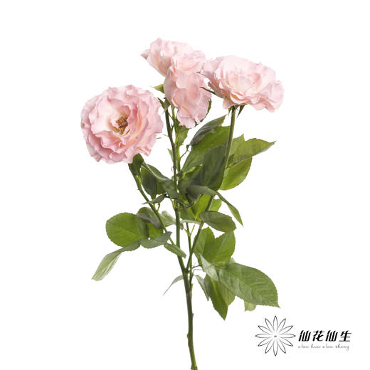 多头玫瑰 | 人鱼公主 商品图4