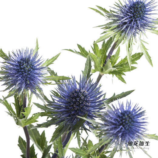 肯尼亚花材 | 刺芹特级磁铁 商品图1