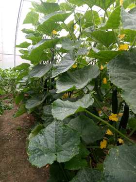 黄瓜如何调控肥料