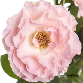 多头玫瑰 | 人鱼公主