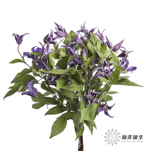 坦桑尼亚 | 铁线莲深紫色神奇罗马 商品图8