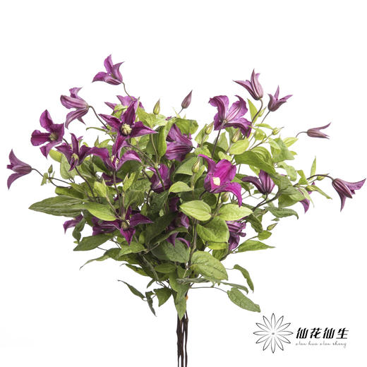 坦桑尼亚 | 铁线莲灵感 商品图6