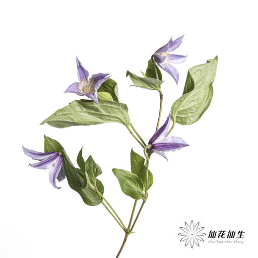 坦桑尼亚 | 铁线莲浅紫色星河 商品图4