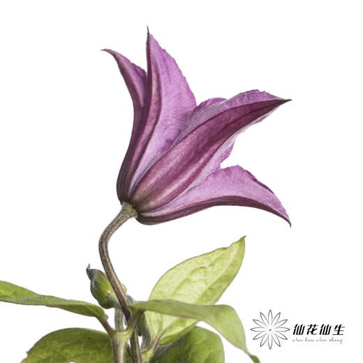 坦桑尼亚 | 铁线莲灵感 商品图4