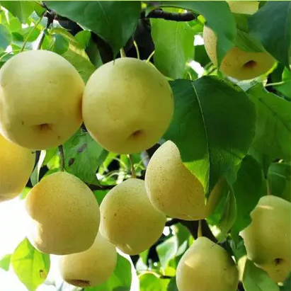 2025山西运城酥梨 多规格 顺丰包邮