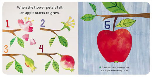 英文原版科普绘本纸板书 Hello, World! 你好，世界系列：How Do Apples Grow?苹果如何生长？儿童启蒙早教益智认知图画书亲子读物 商品图1