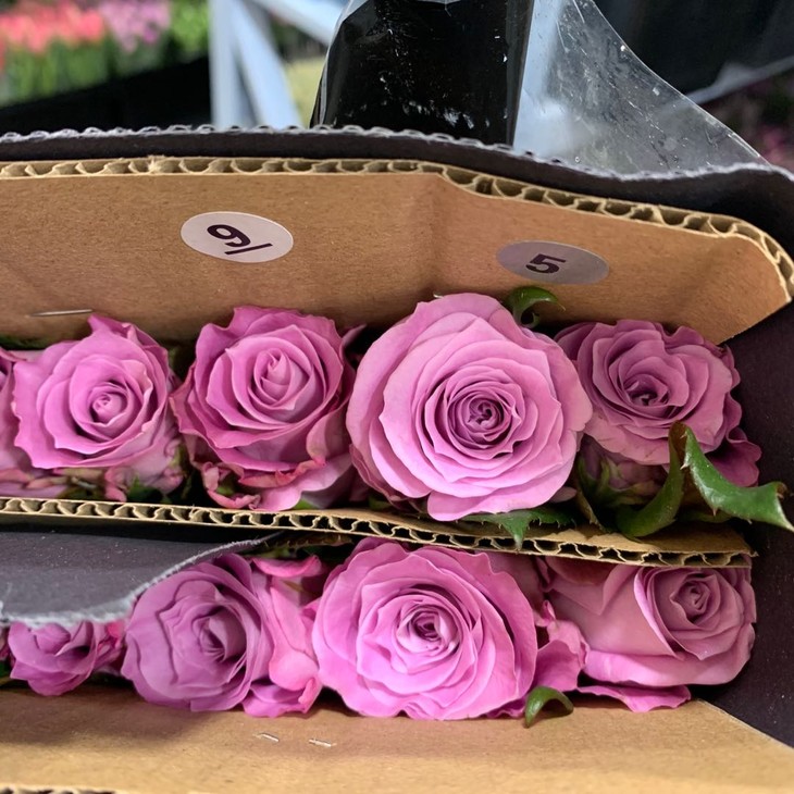 逸禾昆明优质新品玫瑰碧海本次到货40cm长度喔打包会裁剪一定长度江浙