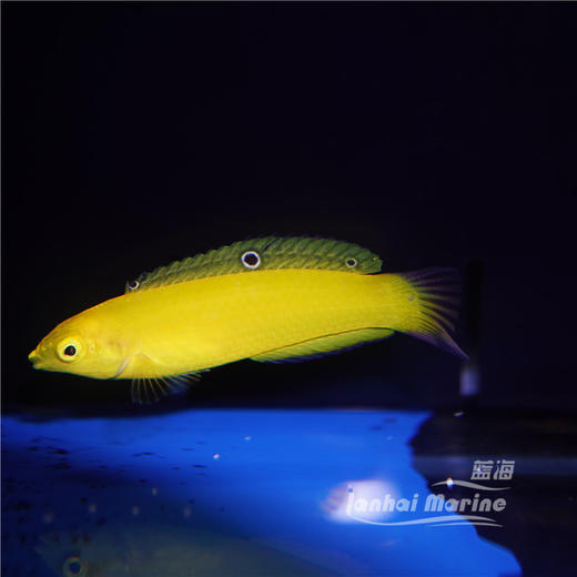 黄龙（除蚓螺） 商品图3