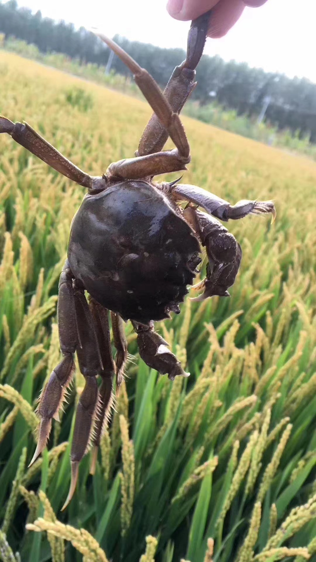 辽宁盘锦稻田河蟹母蟹10只装1922两左右只生长于有机认证的稻田里生态