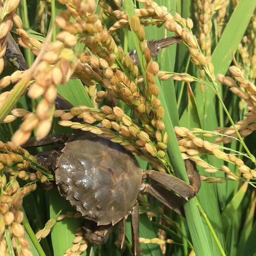 辽宁盘锦稻田河蟹母蟹10只装1922两左右只生长于有机认证的稻田里生态