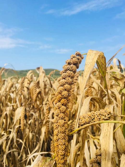 自然农法种植 火山灰小米2022新米  粘糯香醇 商品图3