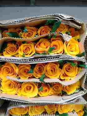 国产玫瑰ZS-辉煌-20枝/扎