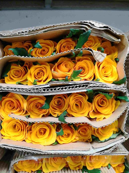 国产玫瑰ZS-辉煌-20枝/扎 商品图0