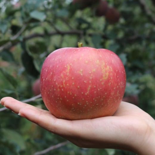 四川大凉山盐源丑苹果，糖分足，脆爽多汁，果味丰富浓郁，甜中带微果酸 商品图11