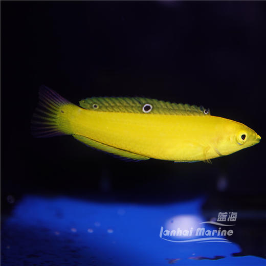 黄龙（除蚓螺） 商品图4