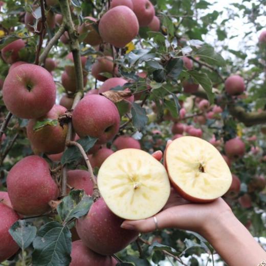 四川大凉山盐源丑苹果，糖分足，脆爽多汁，果味丰富浓郁，甜中带微果酸 商品图4