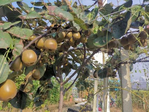 品质四川都江堰红心猕猴桃  每组15个 约3斤包邮 商品图1