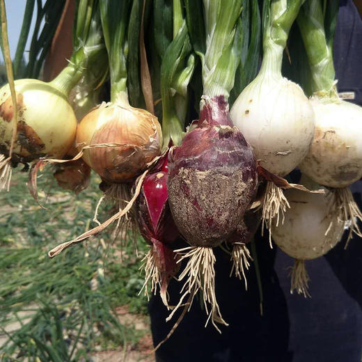 【有机三色洋葱】有机种植   净重5斤左右  产地新疆 商品图4