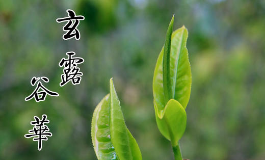 【玄露·秋】秋茶茶饼及茶样 2017 商品图1