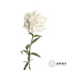 单头康乃馨 | 粉水晶 商品缩略图2