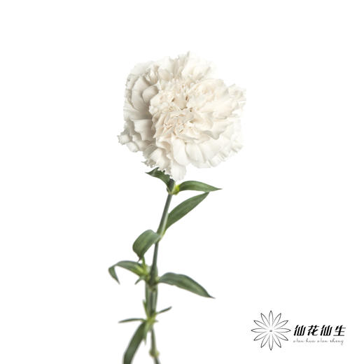 单头康乃馨 | 粉水晶 商品图2