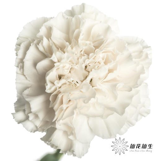 单头康乃馨 | 粉水晶 商品图1