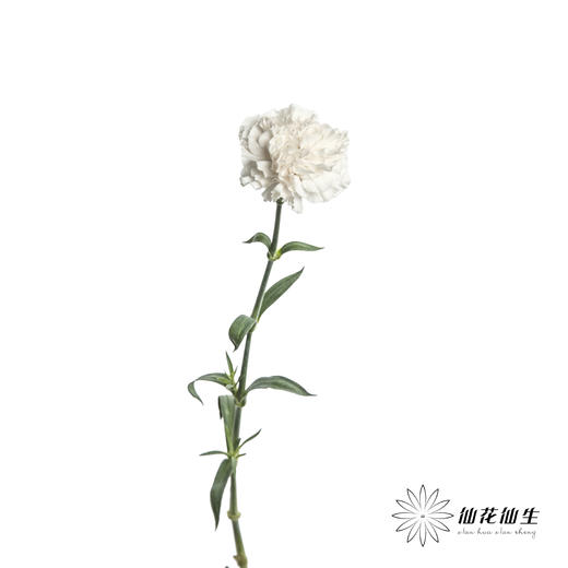 单头康乃馨 | 粉水晶 商品图3