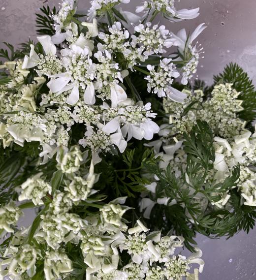 配花 | 白飞香 商品图2