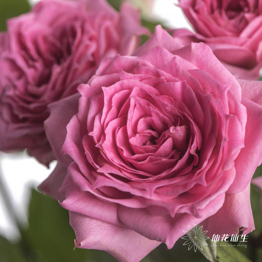多头玫瑰 | 苏菲宝贝 商品图1