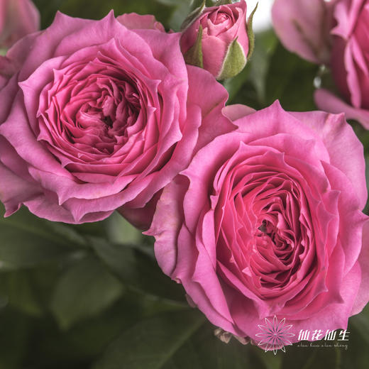 多头玫瑰 | 苏菲宝贝 商品图2