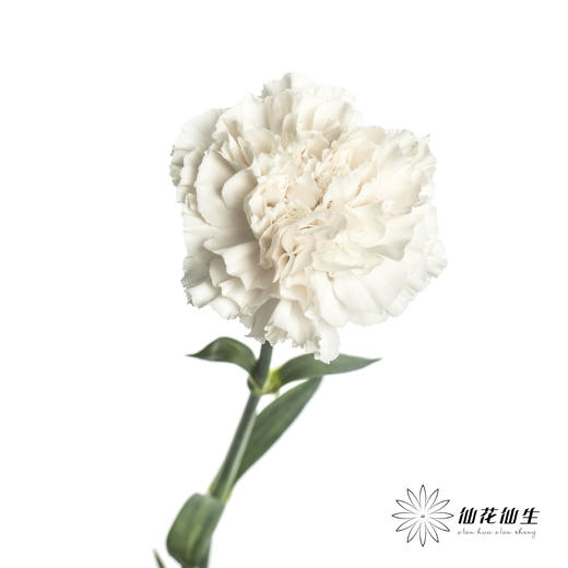 单头康乃馨 | 粉水晶 商品图4