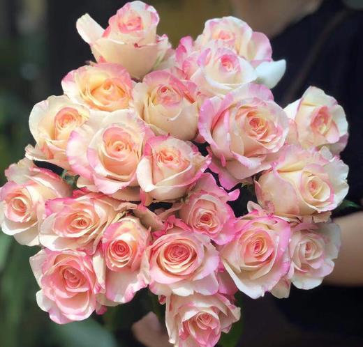 方德玫瑰霓裳70cm左右10支装超长花期质量保证