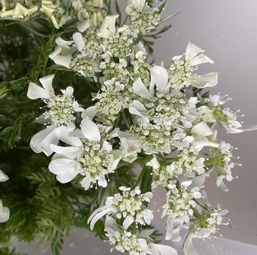 配花 | 白飞香 商品图0