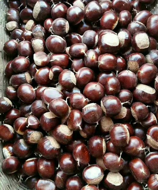 【💥产地直发】正宗迁西板栗超级给力活动！粉糯香甜，营养丰富，好山种好栗，品质杠杠滴~不接急单 商品图4