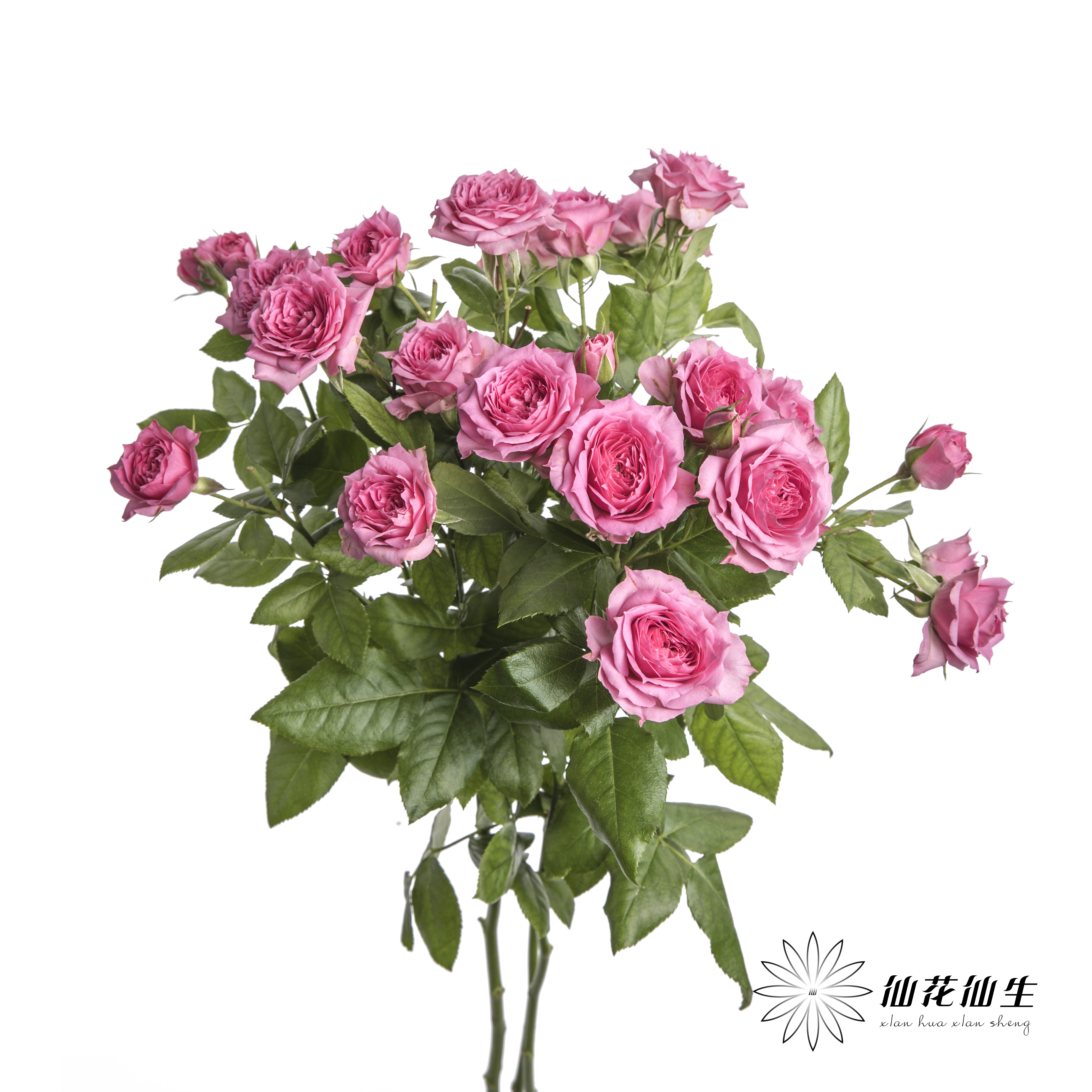 多头玫瑰 | 苏菲宝贝