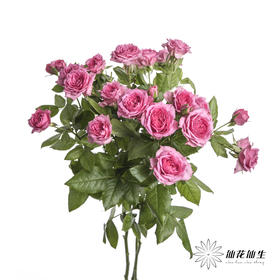 多头玫瑰 | 苏菲宝贝