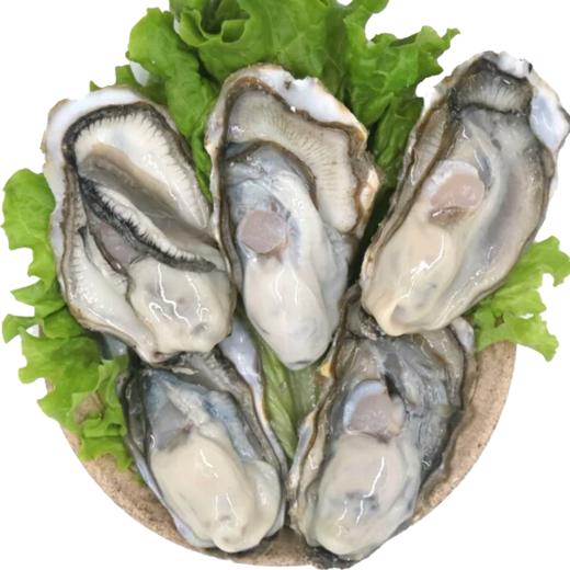 生蚝 商品图0