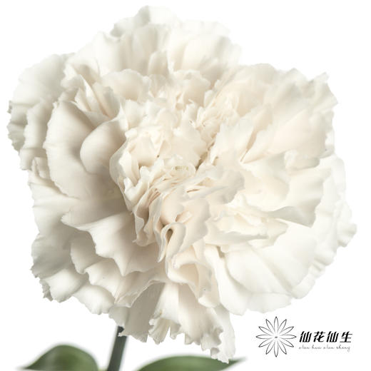 单头康乃馨 | 粉水晶 商品图0