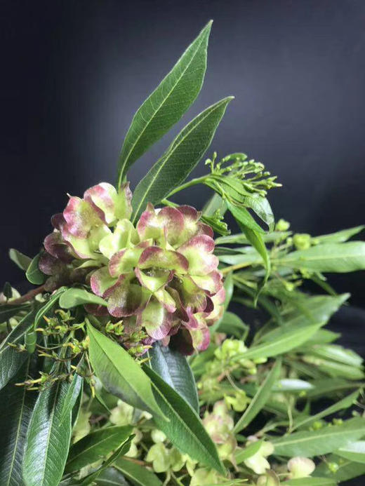 lypb迎客豆绿色2