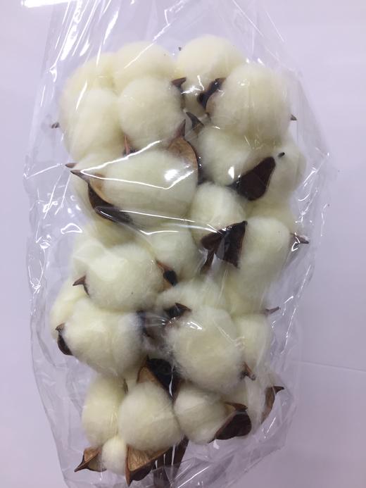 棉花【独立枝杆/10朵】单枝 多色可选 商品图2