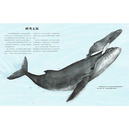 迁徙：不可思议的动物之旅 商品图3